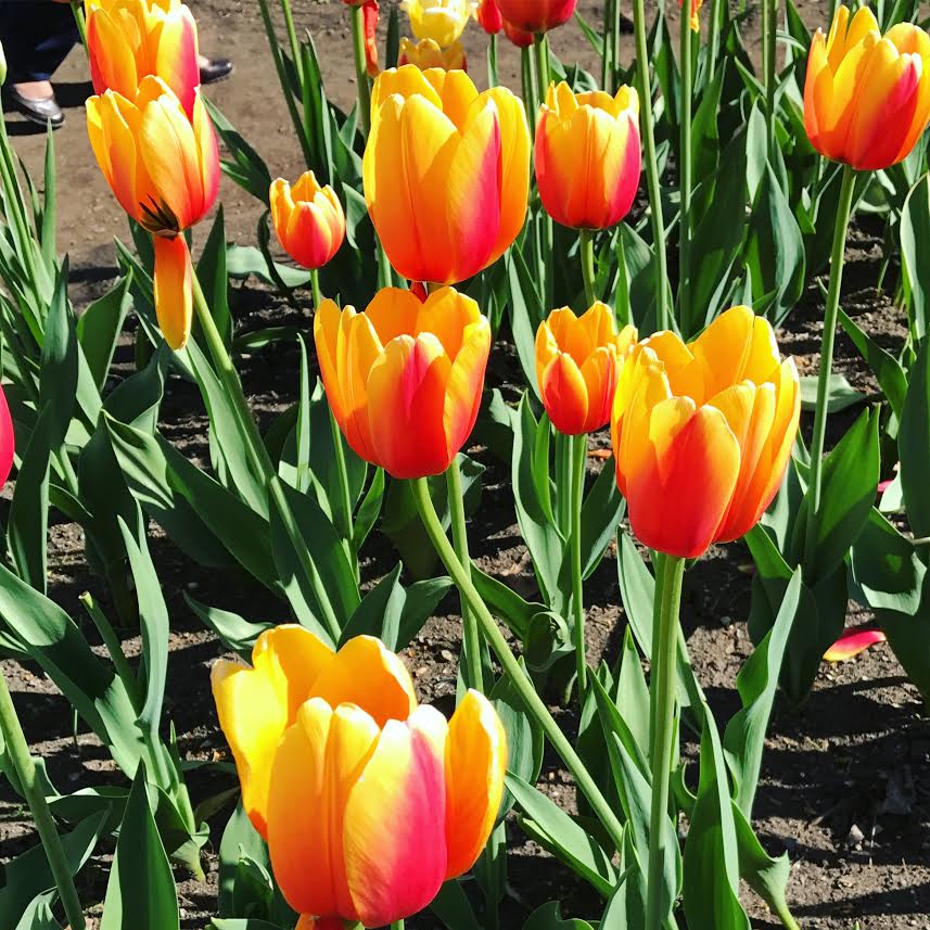 Orange tulips_HR