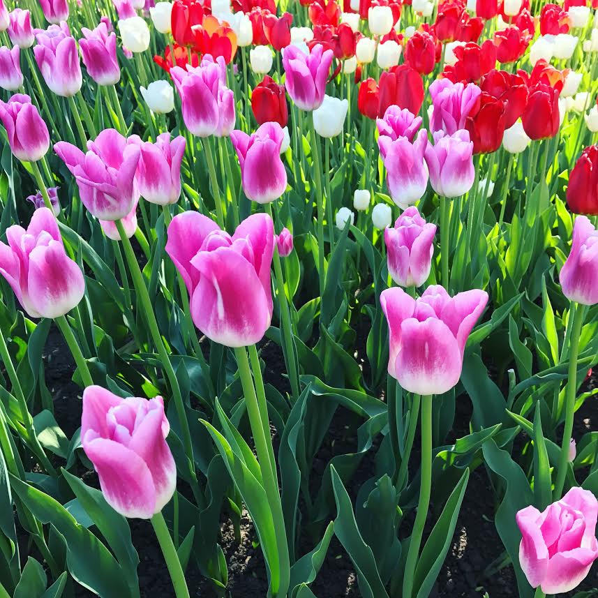Pink tulips_HR